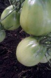 книга Выращиваем томаты в теплице. Поделюсь опытом